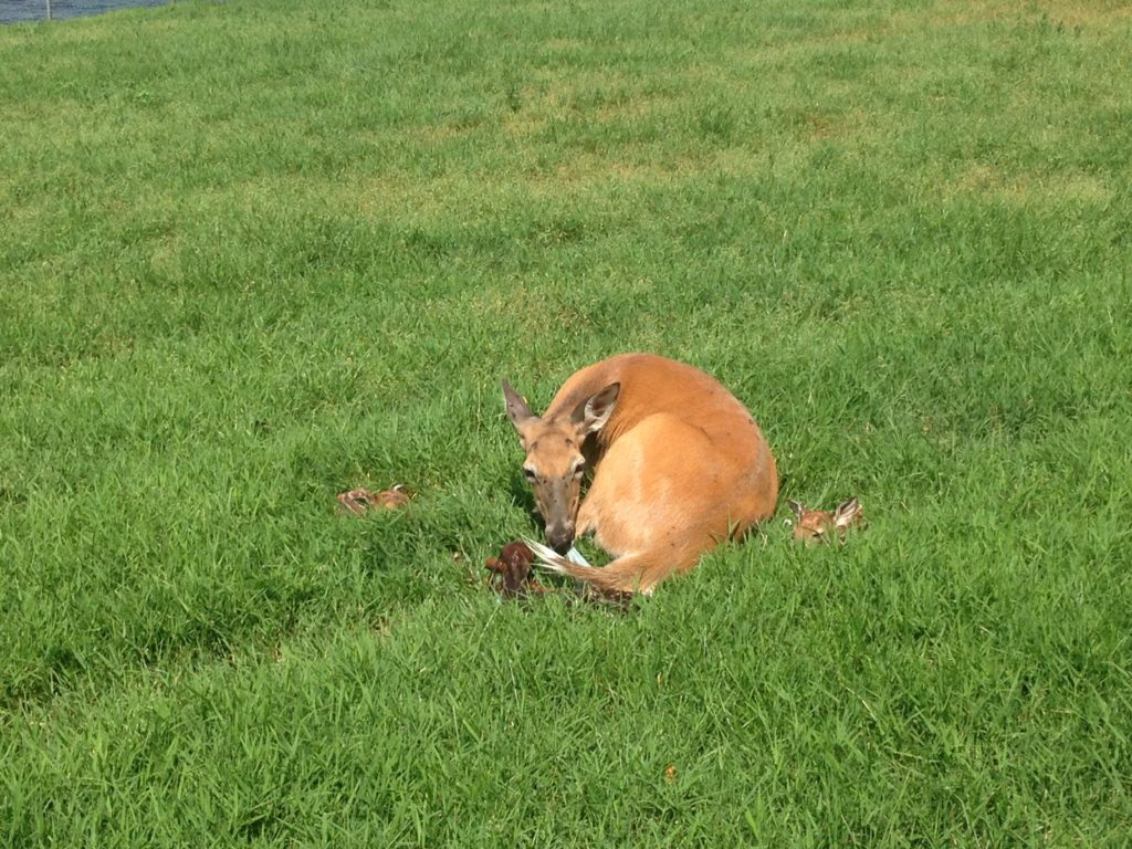 fawns born at oregon dairy