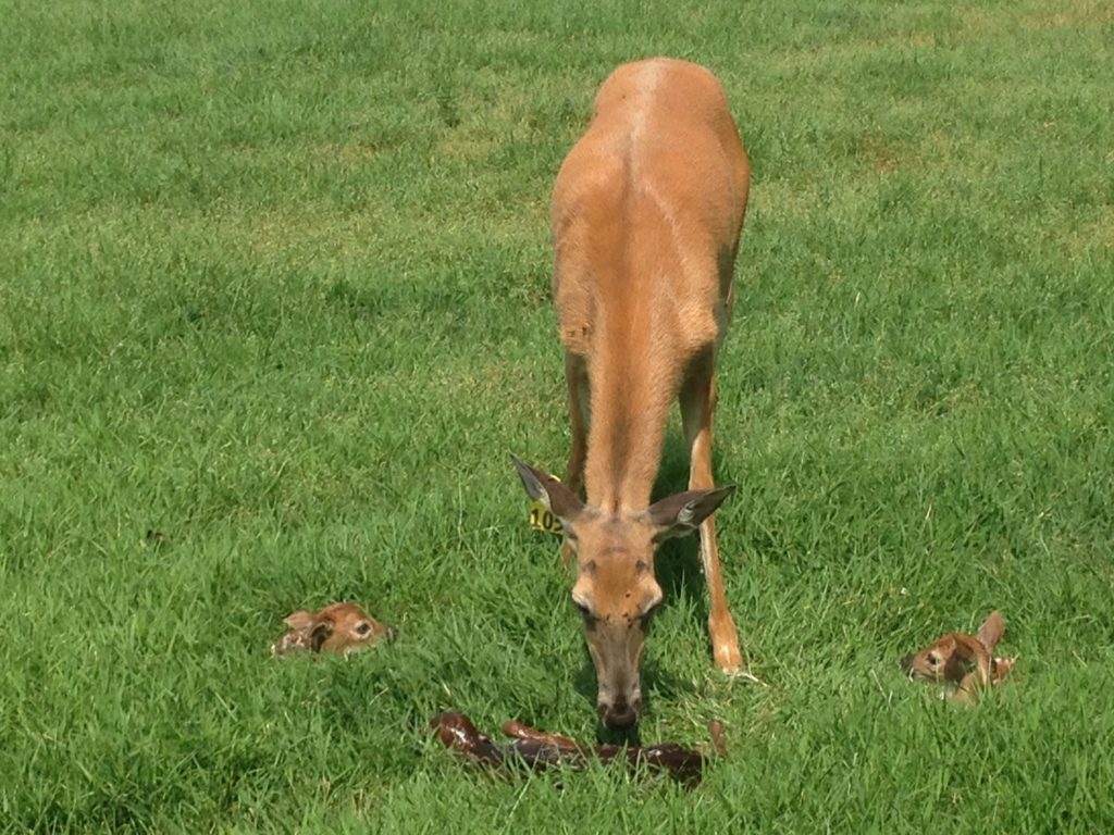 fawns born at oregon dairy