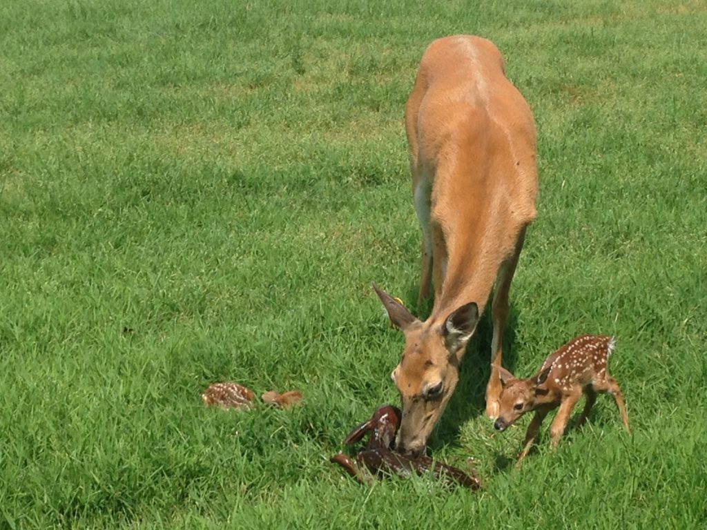 fawns born at oregon dairy farm market