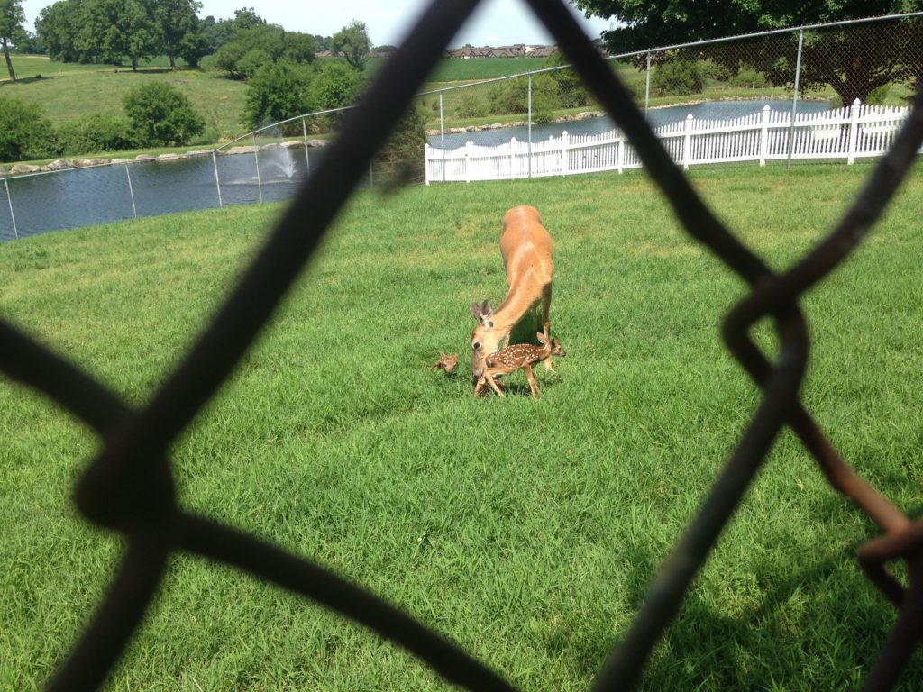 fawns born at oregon dairy