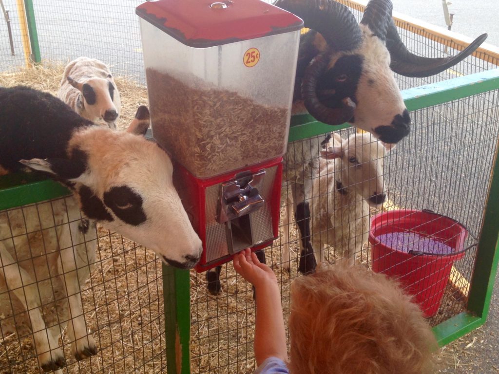 record and burpee childrens zoo at good's store