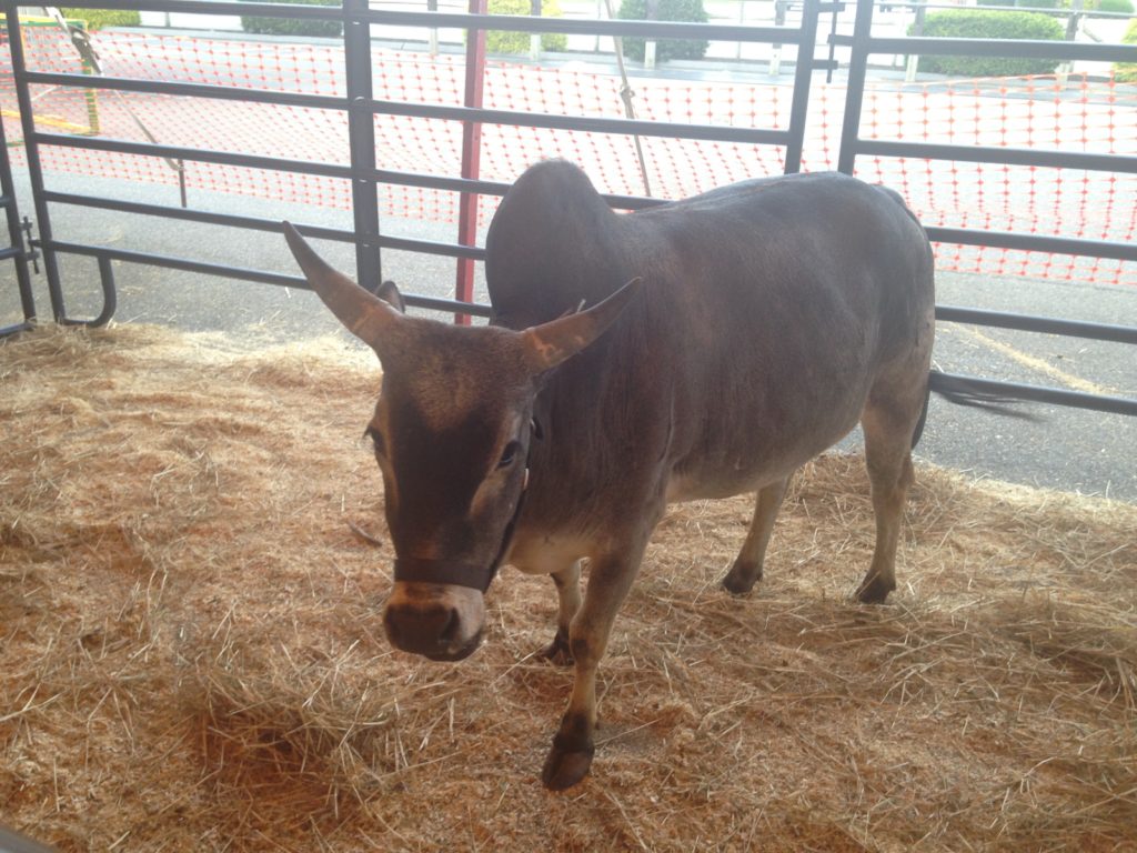 childrens zoo yak