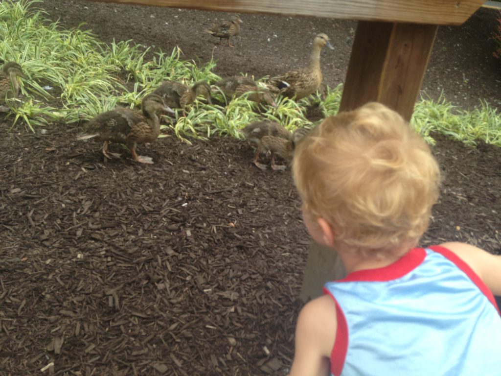 baby ducklings at dutch wonderland