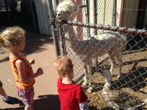 Hayloft Petting Zoo in Leola, PA - Frugal Lancaster